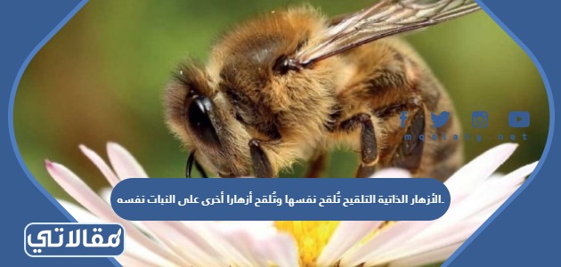 الأزهار الذاتية التلقيح تُلقح نفسها وتُلقح أزهارا أخرى على النبات نفسه.