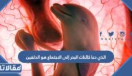 الذي دعا كائنات البحر إلى الاجتماع هو الدلفين