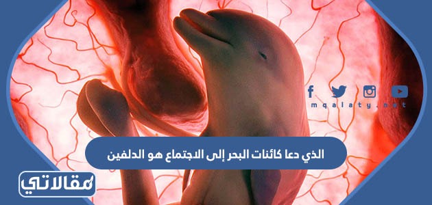 الذي دعا كائنات البحر إلى الاجتماع هو الدلفين