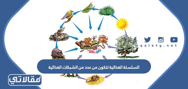 السلسلة الغذائية تتكون من عدد من الشبكات الغذائية