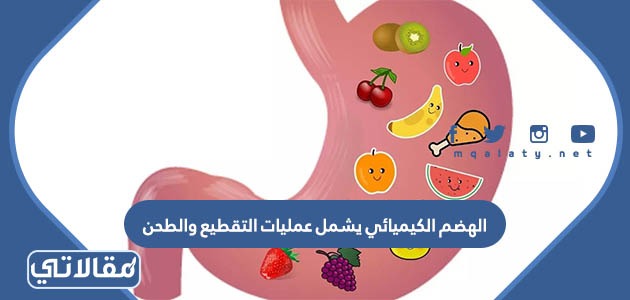 الهضم الكيميائي يشمل عمليات التقطيع والطحن