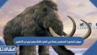 حيوان الماموث المنقرض حفظ في الجليد كاملًا وهو نوع من الأحافير