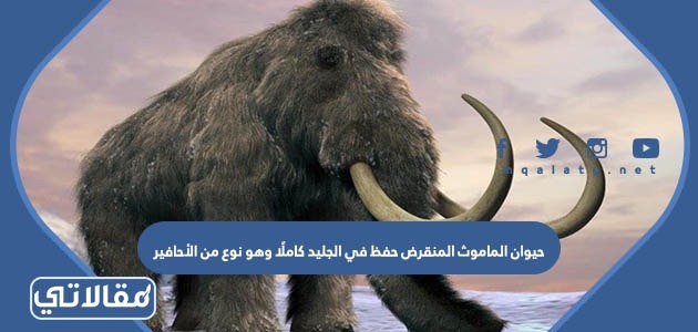 حيوان الماموث المنقرض حفظ في الجليد كاملًا وهو نوع من الأحافير