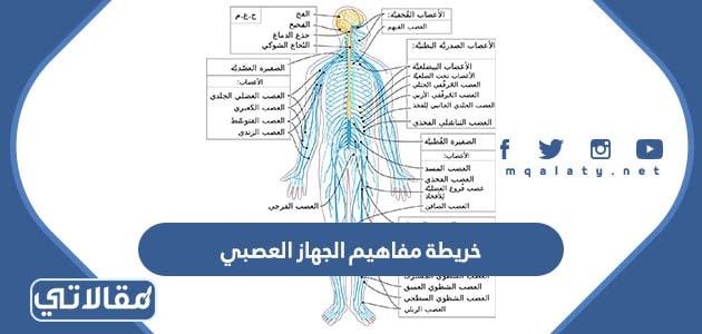 خريطة مفاهيم الجهاز العصبي