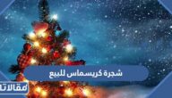أين أجد شجرة كريسماس للبيع في السعودية 2025