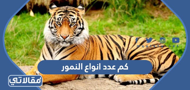 كم عدد انواع النمور