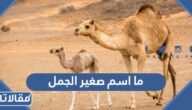 ما اسم صغير الجمل