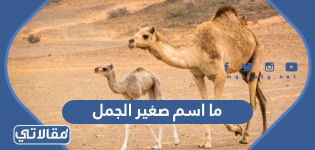 ما اسم صغير الجمل