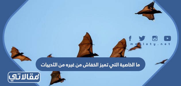 ما الخاصية التي تميز الخفاش من غيره من الثدييات