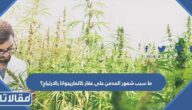 ما سبب شعور المدمن على عقار كالماريجوانا بالارتياح؟