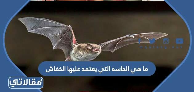 ما هي الحاسه التي يعتمد عليها الخفاش
