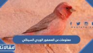 معلومات عن العصفور الوردي السينائي وسبب وضعه على الدينار الأردني