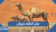 هل الناقه حيوان