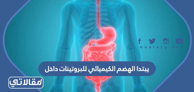 يبتدا الهضم الكيميائي للبروتينات داخل
