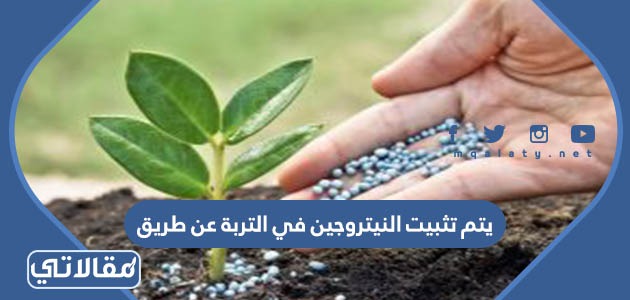 يتم تثبيت النيتروجين في التربة عن طريق