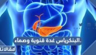 البنكرياس غدة قنوية وصماء.
