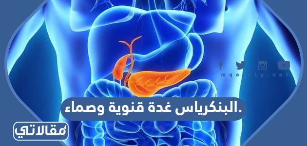 البنكرياس غدة قنوية وصماء.