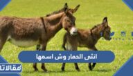 انثى الحمار وش اسمها