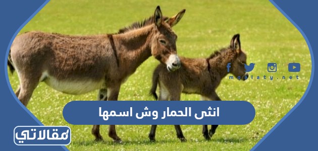 انثى الحمار وش اسمها