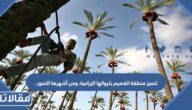 تتميز منطقة القصيم بثرواتها الزراعية، ومن أشهرها التمور .