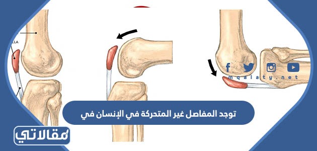 توجد المفاصل غير المتحركة في الإنسان في