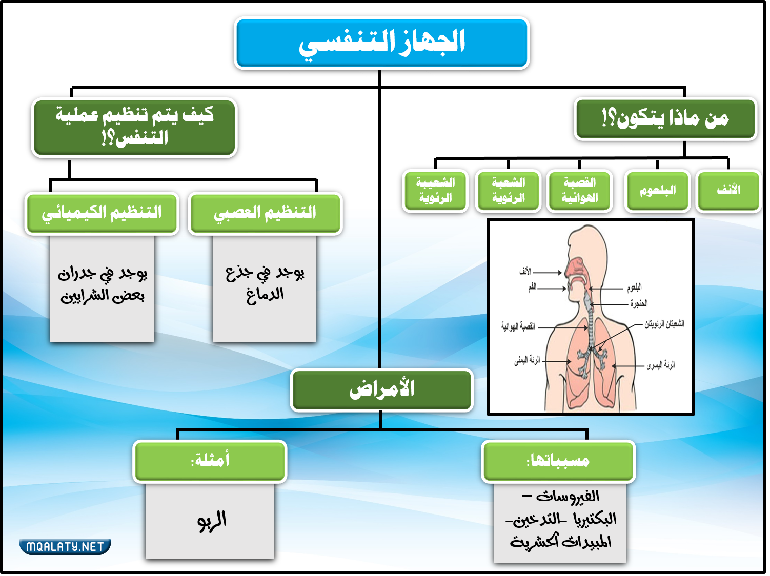 خريطة مفاهيم الجهاز التنفسي