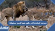 كم عدد الساعات التي يكون فيها الاسد مستيقظ