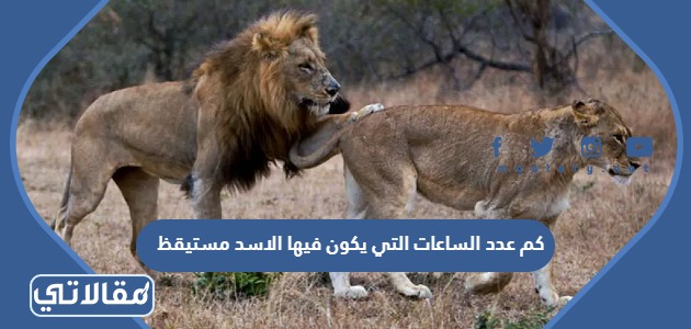 كم عدد الساعات التي يكون فيها الاسد مستيقظ