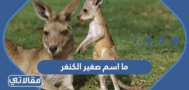 ما اسم صغير الكنغر