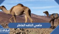 ماهي الناقه الفاطر