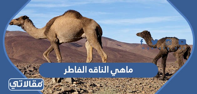 ماهي الناقه الفاطر