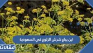 اين يباع شرش الزلوع في السعودية
