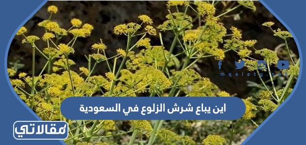 اين يباع شرش الزلوع في السعودية