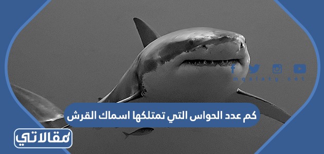 كم عدد الحواس التي تمتلكها اسماك القرش