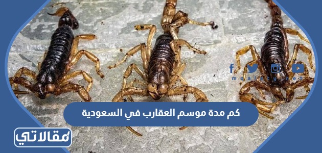 كم مدة موسم العقارب في السعودية