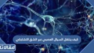 كيف ينتقل السيال العصبي عبر الشق التشابكي