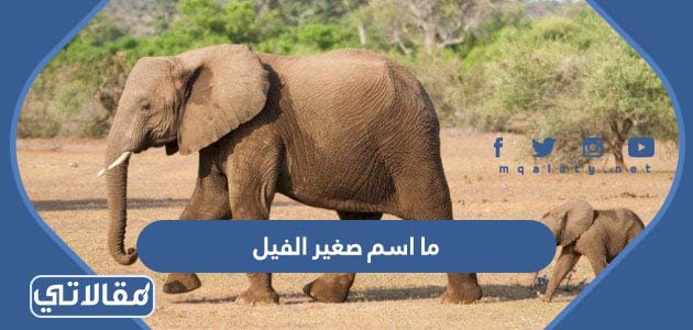 ما اسم صغير الفيل