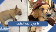 ما هي زنقة الكلاب ماذا تعني