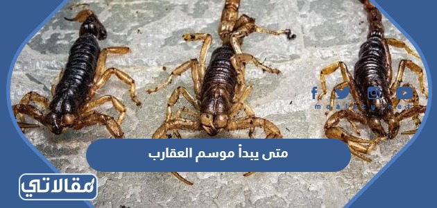 متى يبدأ موسم العقارب