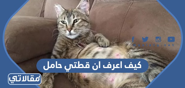 كيف اعرف ان قطتي حامل