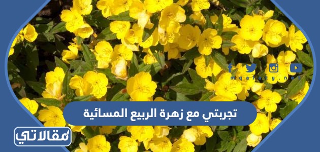 تجربتي مع زهرة الربيع المسائية