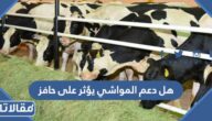 هل دعم المواشي يؤثر على حافز 1447