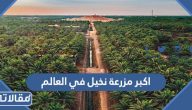 اين تقع اكبر مزرعة نخيل في العالم 2026