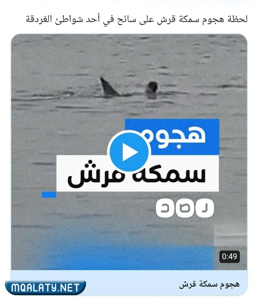 تفاصيل التهام قرش الغردقة لسائح روسي