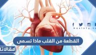 القطعة من القلب ماذا تسمى