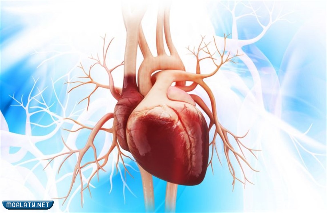 القطعة من القلب ماذا تسمى